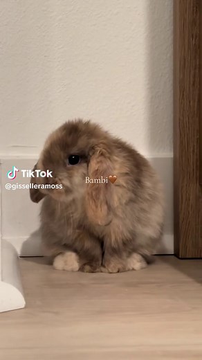 Caring for Holland Lop Bunnies: A Guide for Bunny Moms