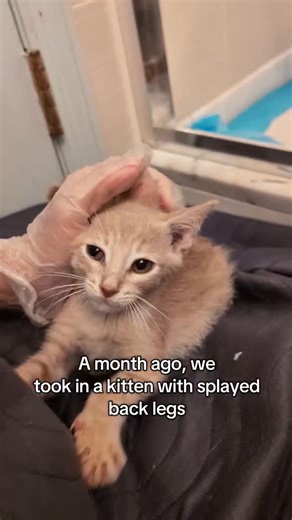 Christina Ha (하지영) on Instagram: "Just a love story between two lonely kittens who started off their lives with some health challenges. I took Maple in a few days before we said goodbye to Nuji. Since he tested positive for tritrichomonas, we had to keep him quarantined for much longer than 2 weeks, but because it's only transmitted through feces, he was able to complete part of his quarantine in a pen. After finishing treatment, he went to another foster home where he could run around and build