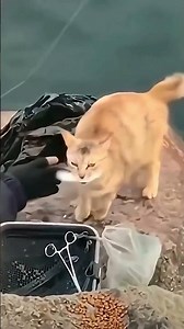 #shorts90Funny cat videos part 45: Cats being weird 🤣 #funnycat #funnypet #cutecat #cat #shorts