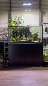160 gallon South American freshwater aquarium #everevolvingexotics #tucson #arizona #aquarium #aquascape #plantedtank #emperortetra #apistogramma #rummynosetetra #vonriotetra #sterbaicorydoras #whiptailcatfish #pencilfish | Ever Evolving Exotics