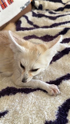 shorts Cute fox Tiffany