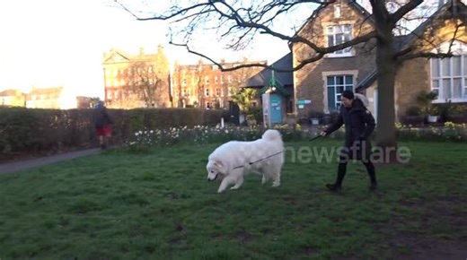 Powerful Pyrenean Mountain Dog takes young lady for a morning walk around Barnes Pond in London SW13
