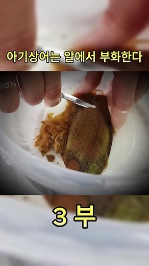 TikTok의 해수인tv yellow aquarium