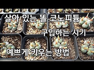 When to Buy Conophytum and How to Grow It Well