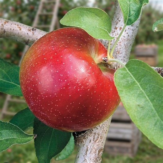 Liberty Apple Tree – Live Bare Root Starter – Disease Resistant Apple – Easy Grow Organic Orchard Tree - Etsy