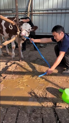 Farmer Relieves Gas & Undigested Food with Stomach Tube 👀