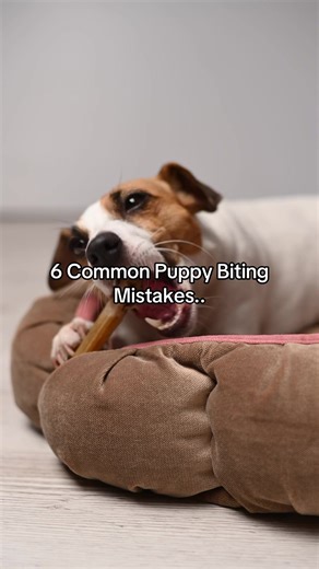 Common Puppy Biting Mistakes and How to Fix Them