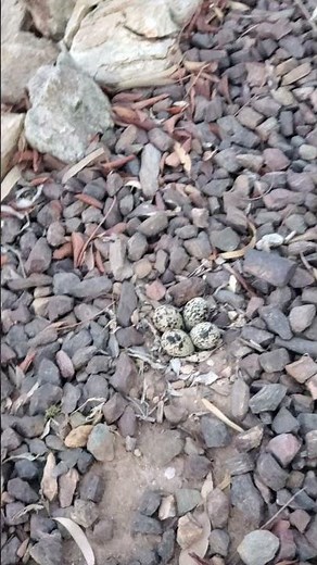 Killdeer Birds Have a Peculiar Defense Mechanism || ViralHog