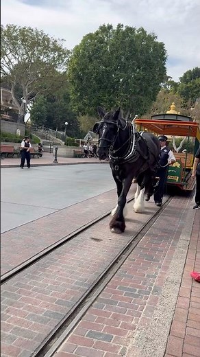 Watch the horse 🐎 go around the park in Disney #enjoy