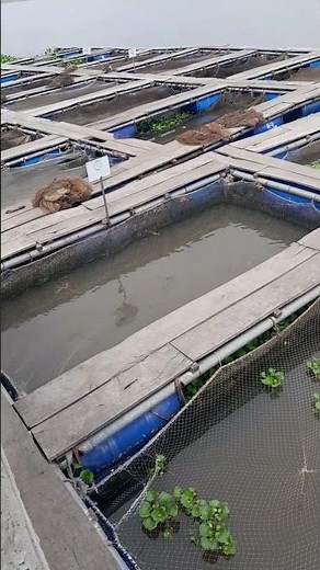 Aménagement des cages piscicoles dans un quai