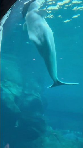 Underwater wonders at the Georgia Aquarium 🐠 🌊
