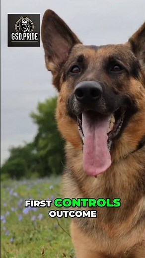 German Shepherd's Masterclass Speed, Strategy, and Domination #dog #workingdogs #germanshepherd