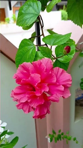 hybrid hibiscus double"refers to a type of hibiscus plant that is a hybrid variety& features"double"