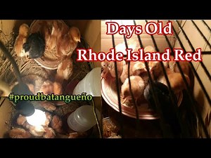 SIMPLE TIPS: HOW TO RAISE RHODE ISLAND RED PARA SA MGA NAGSISIMULA