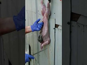 Rabbit butchering process.