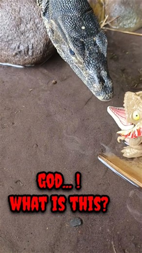 WHAT IS THAT........ - SNAKEHEAD FISH #shorts #fish #channa #viralvideo