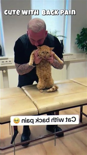 cat with back pain chiropractic #catchiropractic #kettenchiropractic #animalchiropracticlegit