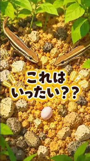 【衝撃】カナヘビの卵を発見しました…！🥚#カナヘビ #カナヘビの卵 #爬虫類 #生き物 #孵化 #観察日記 #自然