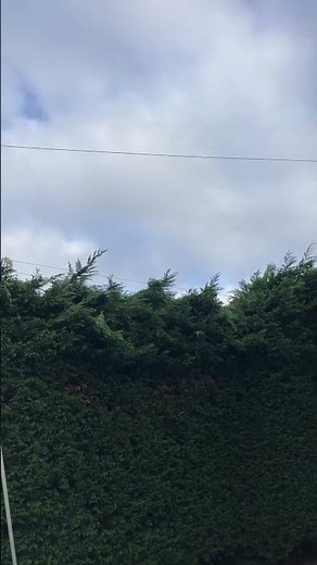 Conifer trimming