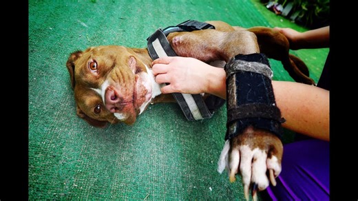 Amazing Three-Legged Pit Bull Learns to Walk Again