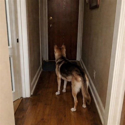 I was this close to abandoning him. I hate saying that out loud, but after a month of surviving on barely four hours of sleep a night, I felt completely wrecked. His name is Titan and every single night at exactly 3:20 AM, he’d spring into action. No barking. Just restless pacing outside my bedroom. Back and forth across the hardwood floors. Sniffing along the walls. Letting out a low, anxious whimper. I tried wearing him out with longer walks. I bought calming chews. I even tried crating him, w