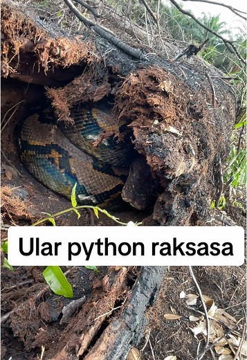 Evakuasi Ular Python Raksasa Dalam Batang Kayu