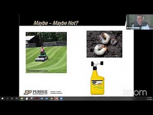 Dealing with Mole Damage in Your Yard