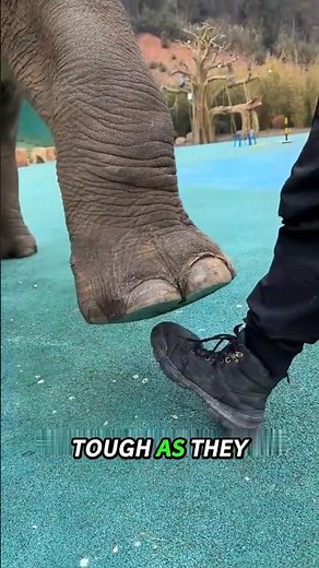 The Truth About Elephant Feet! 🐘🤯