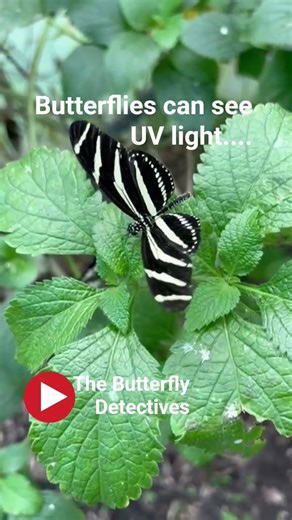 Zebra long wing Butterfly. #butterfly #butterflies #butterflygarden #lepidoptera #nature #moths