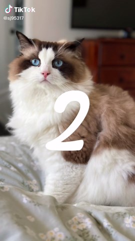 一枝独秀SJ on TikTok