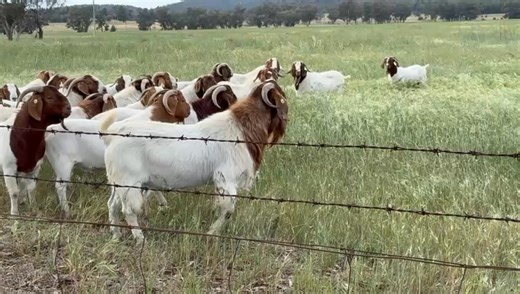 Bucks with beaut butts for sale. PM for prices | Pacifica Boer Goat Stud
