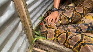 90K views · 757 reactions | keluar nya u1ar python raksasa dari dalam rumah warga | Amar pd | Facebook