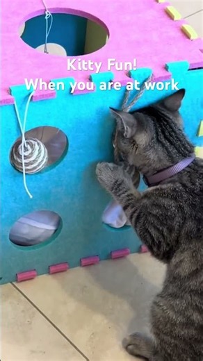 Stimulating cat Toy