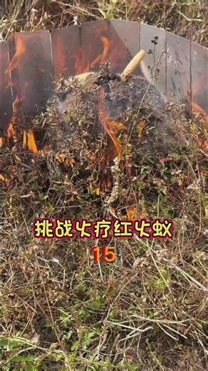 一個不起眼的紅火蟻丘，被火焰包圍後完全變了樣。🐜🔥 真正震撼的是最後挖開土層，才發現地下蟻巢比想像中更誇張…… A normal-looking fire ant mound changed completely after treatment. 😱 Wait until you see what was hiding underground! ⚠️ 影片僅作記錄與分享，紅火蟻可能叮咬，火焰相關操作具有危險性，請勿模仿。 #FireAnts #AntNest #AntColony #RedFireAnts #Insects #紅火蟻 #火蟻 #蟻巢 #昆蟲 #TikTokNature