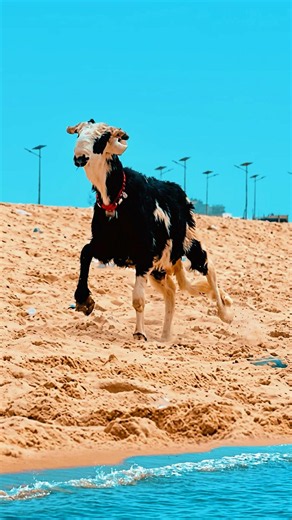 L'élégance pur du mouton Balami du Niger 🇳🇪