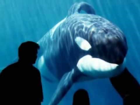 In Memory Of Keiko The Whale