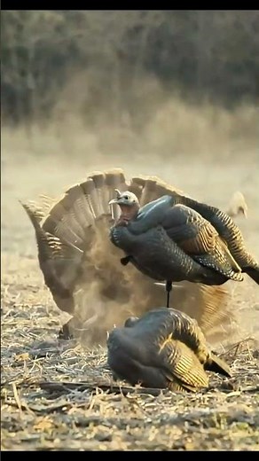 Gobbler Ambush! Spring Turkey Down in Heavy Timber #turkeyhunting #wildlife #gobblerhunting