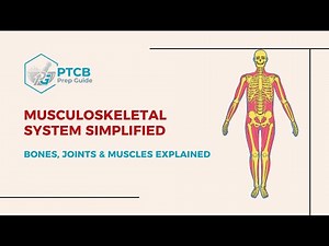 Musculoskeletal System for PTCB Exam | Bones, Joints & Muscles Explained