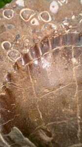 30K views · 758 reactions | Here’s a Fossil Shell from the Jurassic...