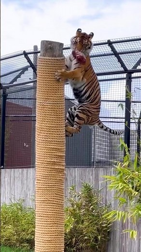 Tiger easily climbs tall tree 🐯