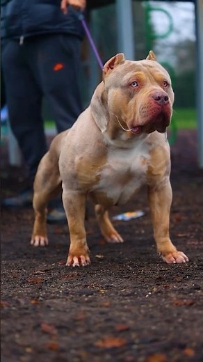 Pitbull vs Kangal - Ultimate Showdown of Power and Strength!😱🐕 #shorts #pitbull #pitbullvskangal