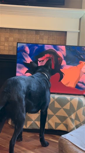 110K views · 4.6K reactions | Help her simba! #fblifestyle | Bosco and the fam | Facebook