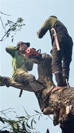 Woodworking skill the largest tree felling technique #shortvideo #woodworking #chainsaw