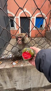 24M views · 87K reactions | Playing with turtle beach stealth Amazing Monkey King  Enjoying Eat some Vegetables  and Entertainment Funny videos of monkey  #everyonehighlightsfollowers #vilog2024 #viralreelsシ #viralpost2024 #viralreelsfacebook #viralreelschallenge #viralvideochallenge #amazingfunnyvideo #viralchallenge #adventure | Movies and Clips Entertainments | Facebook