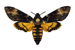 Discover the Ominous Meaning of the Death's-Head Hawkmoth