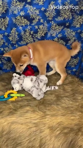Introducing 💙Naya💙: The Adorable Shiba Inu