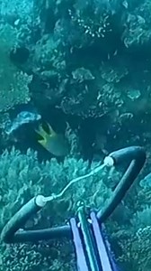 BINALIKAN KO! MUNTIK NA ANG GRUPER | Ferrolino Melio