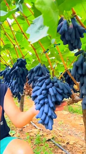 Seedless Sweet Sapphire Grapes Beautiful Garden #fruit #agriculture #farming