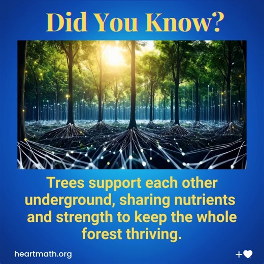 HeartMath Institute scientists are expanding their research into groundbreaking studies such as the Tree Rhythms Research. This research endeavor is exploring the subtle ways in which nature and human consciousness may be interconnected. It’s part of HeartMath’s broader mission to understand how all living systems and our emotions interact within the global field environment. Your support today will be put to immediate use to deepen this research, advance scientific discoveries, and help bring t