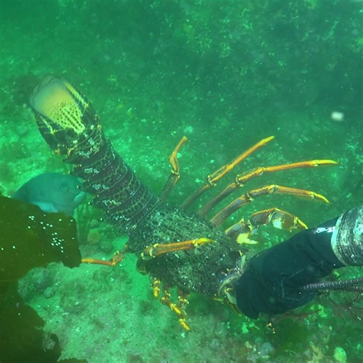 98K views · 1.2K reactions | How to grab a crayfish - or rock lobster. They are amazing creatures, built to protect themselves - here's a few tips from Matt Watson on how to nab one! #ultimatefishingnz #crayfish #nzfishing #nzcrayfish #rocklobster | Ultimate Fishing | Facebook